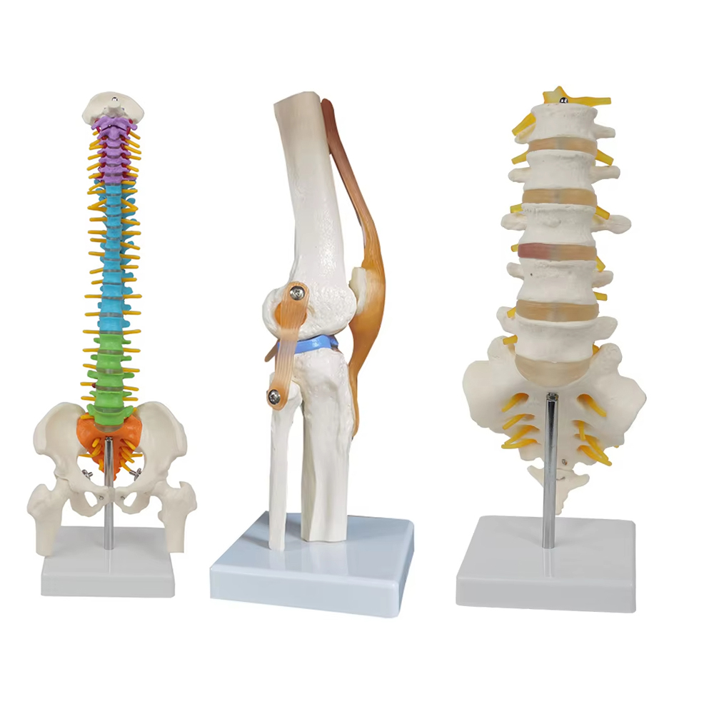 Tıbbi öğretim araçları İskelet - Examination Bed Medical incelemesi ve fiyatı